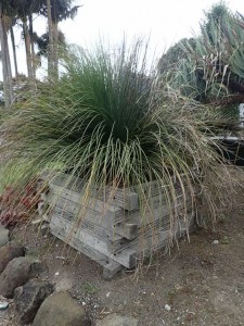 Australian Grass Tree