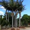 Bangalow palm