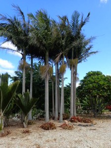 Bangalow palm