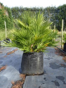 Buy Chamaedrops Humillis