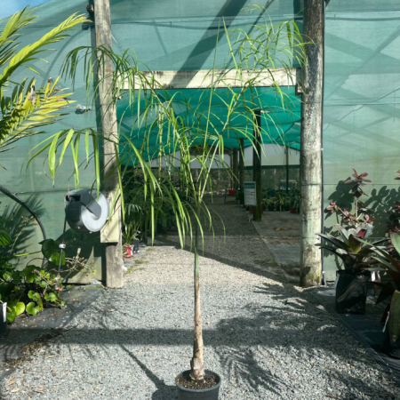 chamaedorea plumosa