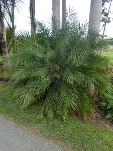 For sale Phoenix roebelenii