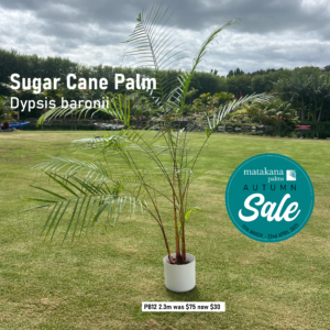 Matakana Palms Sale