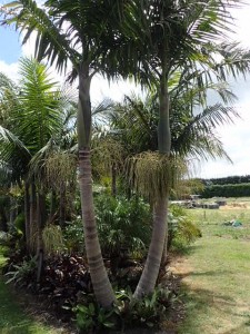 Bangalow Palm