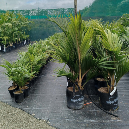 Buy Nikau