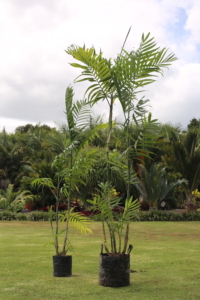 Bamboo Palm