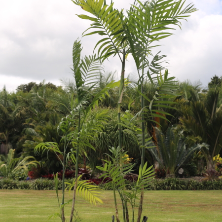 Bamboo Palm