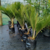 Buy Nikau NZ