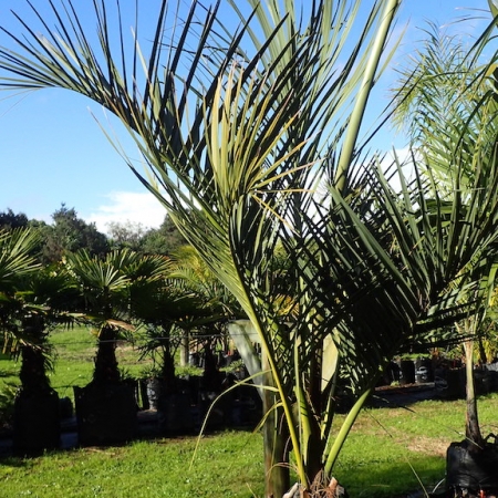 Buy Dypsis decipiens - Matakana Palms NZ