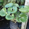 Tractor Seat plant