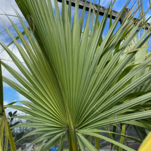 sabal palm