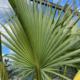 sabal palm
