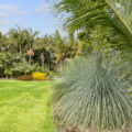 Xanthorrhoea Glauca
