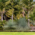 Xanthorrhoea Glauca