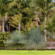 Xanthorrhoea Glauca