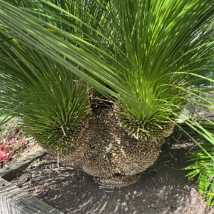 Grass Tree
