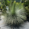Australian Grass Tree