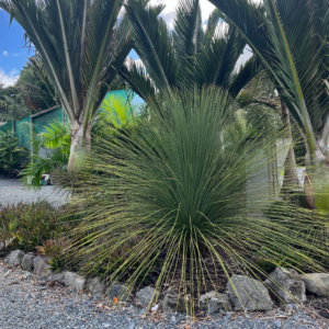 Mexican Grass Tree
