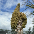 Grass Tree