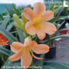 Peach Clivia NZ