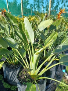 Strelitzia