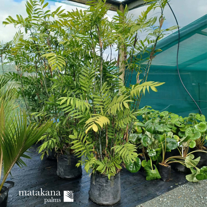 Kermadec Nikau – Rhopalostylis cheesemanii - Matakana Palms NZ