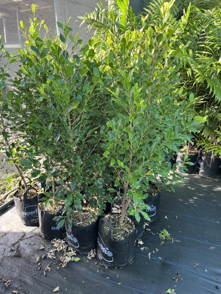 Ficus Tuffy - Matakana Palms