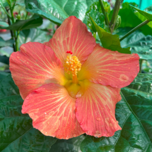 Hibiscus