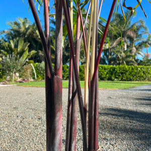 Dypsis Baronii – Black Petiole