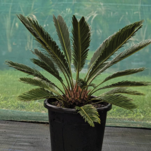 Cycas revolute