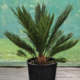 cycas revolute