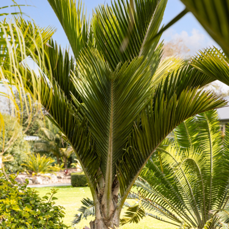 Nīkau Palms - Rhopalostylis sapida