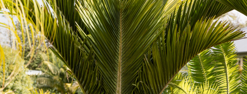 9_Matakana Palms July 2024_web Nikau
