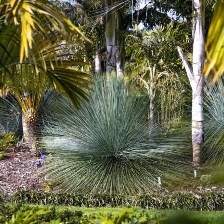 Grass Trees