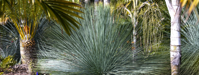 Grass Tree