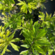 Fish tail palm