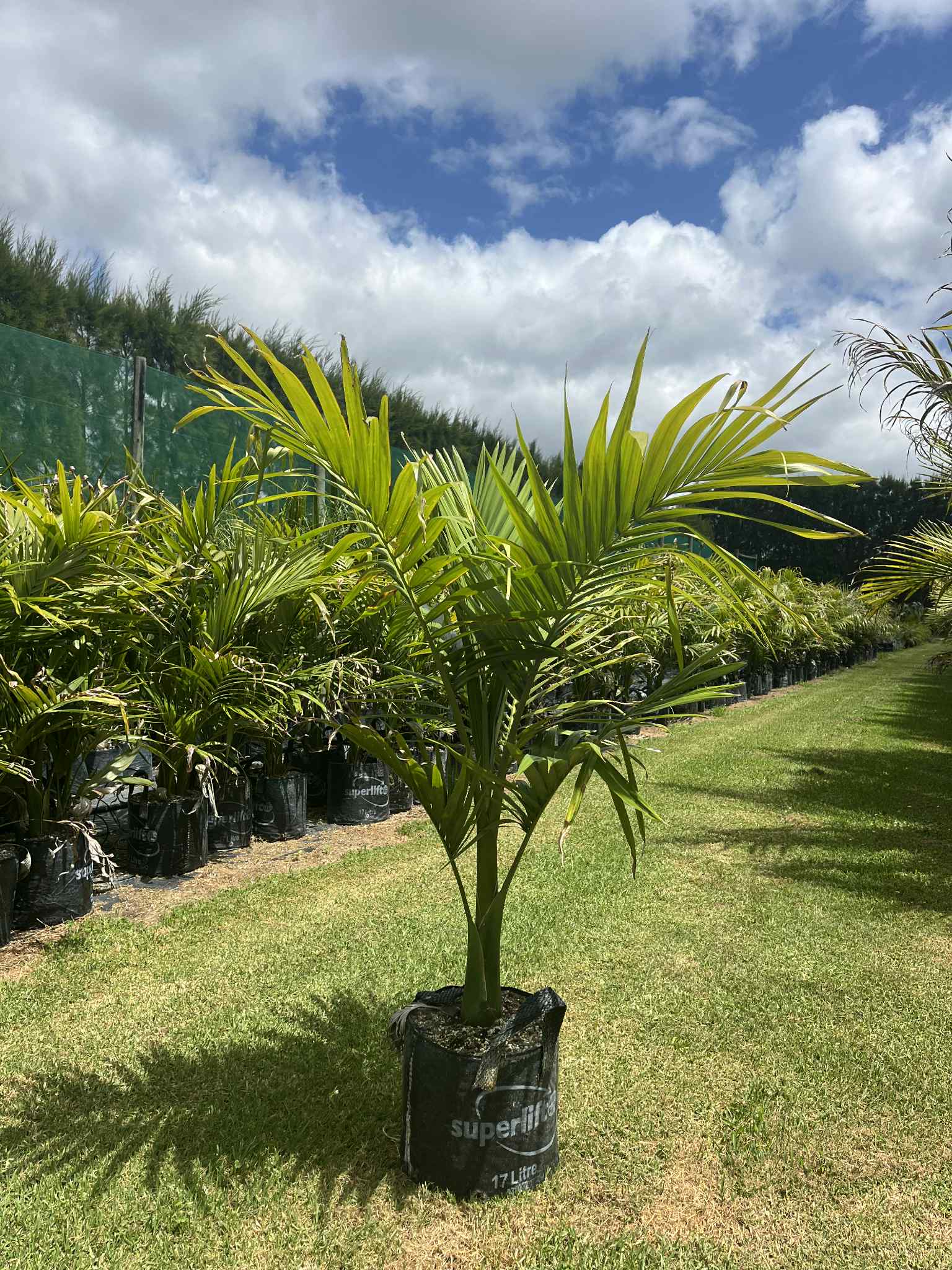 Archontophoenix alexandrae – King Palm
