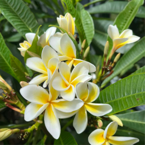 Frangipani