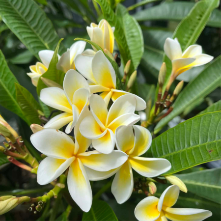 Frangipani