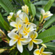 Frangipani